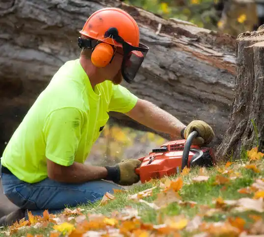 tree services South Portland